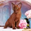 Burmese Cat And Pink Roses Diamond Painting