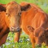 Red Angus Cow And Calf Diamond Painting