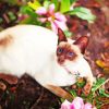 Siamese Oriental Cat With Pink Flowers Diamond Painting