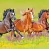 Wild Mustangs Diamond Painting