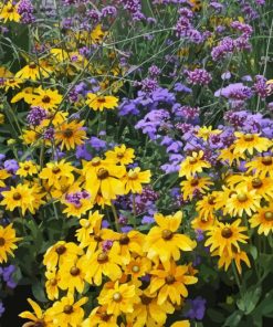 Yellow And Purple Flowers Diamond Painting