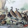 Bevy Of Quails Diamond Painting