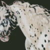 Appaloosa Horse Diamond Painting