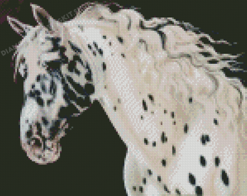 Appaloosa Horse Diamond Painting