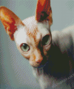 Green Eyed Sphynx Cat Diamond Painting