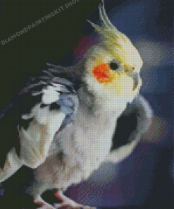 Cockatiel Bird Diamond Painting