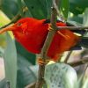 Hai Liwi Kauai Hawaii Red Bird Diamond Painting