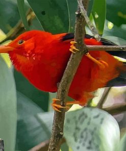 Hai Liwi Kauai Hawaii Red Bird Diamond Painting