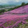 Purple Flowers Field Hokkaido Diamond Painting