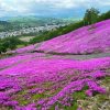 Purple Flowers Field Hokkaido Diamond Painting