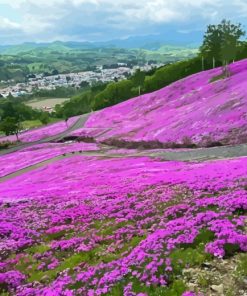 Purple Flowers Field Hokkaido Diamond Painting