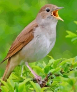 Brown Nightingale Diamond Painting