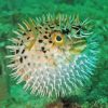 Close Up Puffer Fish Diamond Painting