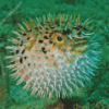 Close Up Puffer Fish Diamond Painting