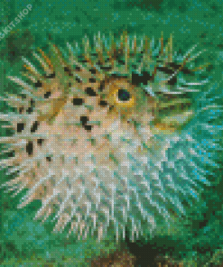 Close Up Puffer Fish Diamond Painting