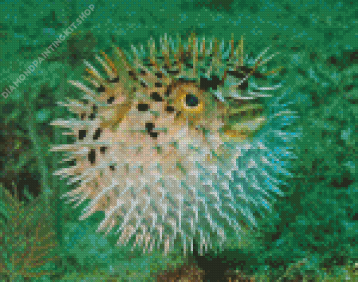 Close Up Puffer Fish Diamond Painting