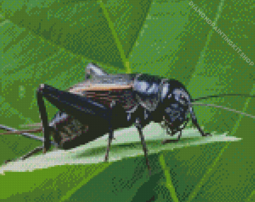 Cricket Side View Diamond Painting