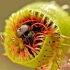 Fly Hunted by Carnivorous Plant Diamond Painting