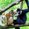 Gibbons Monkeys Diamond Painting