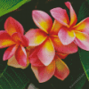 Pink and Orange Frangipani Plumeria Flowers Diamond Painting