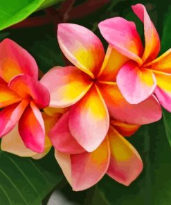 Pink and Orange Frangipani Plumeria Flowers Diamond Painting