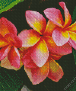 Pink and Orange Frangipani Plumeria Flowers Diamond Painting