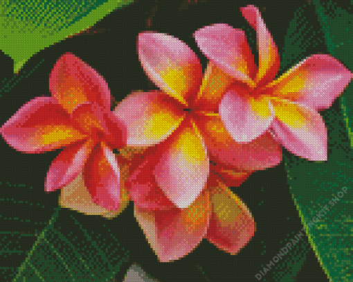 Pink and Orange Frangipani Plumeria Flowers Diamond Painting