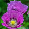 Purple Poppies Flowers Diamond Painting