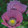 Purple Poppies Flowers Diamond Painting