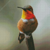 Rufous Hummingbird Diamond Painting