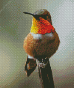 Rufous Hummingbird Diamond Painting