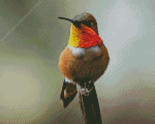 Rufous Hummingbird Diamond Painting