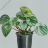 Watermelon Peperomia Plant Diamond Painting