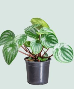 Watermelon Peperomia Plant Diamond Painting