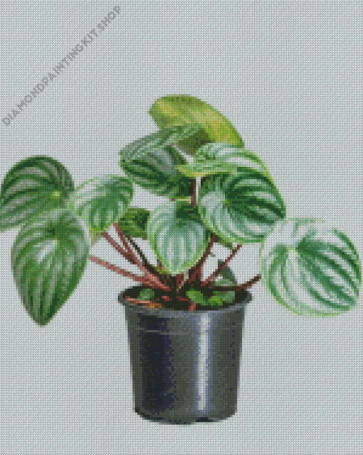 Watermelon Peperomia Plant Diamond Painting