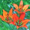 Western Red Lilies Plant Diamond Painting