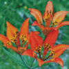 Western Red Lilies Plant Diamond Painting