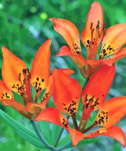 Western Red Lilies Plant Diamond Painting