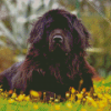 Aesthetic Newfoundland Dog Diamond Painting