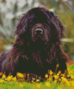 Aesthetic Newfoundland Dog Diamond Painting