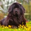 Aesthetic Newfoundland Dog Diamond Painting