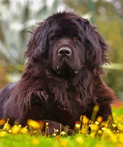 Aesthetic Newfoundland Dog Diamond Painting