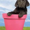 Black Labrador Retriever In Flowers Pot Diamond Painting