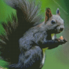 Black Squirrel Diamond Painting