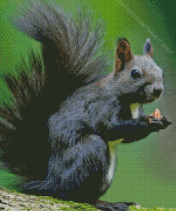 Black Squirrel Diamond Painting