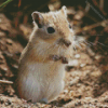 Cute Mongolian Gerbil Diamond Painting