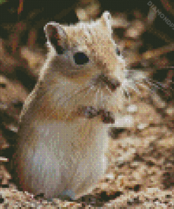 Cute Mongolian Gerbil Diamond Painting