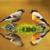 Eurasian Bullfinch Birds Couple Reflection Diamond Painting