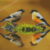 Eurasian Bullfinch Birds Couple Reflection Diamond Painting