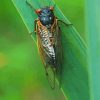 Insect Cicadas Diamond Painting